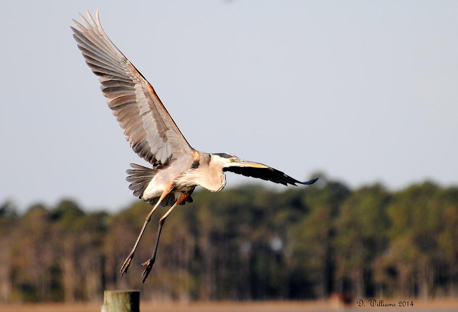 Heron Takes Flight #1 Photograph by Dan Williams