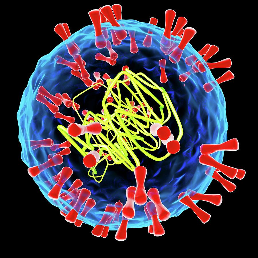 Herpes Simplex Type 2 Virus #1 Photograph by Mehau Kulyk