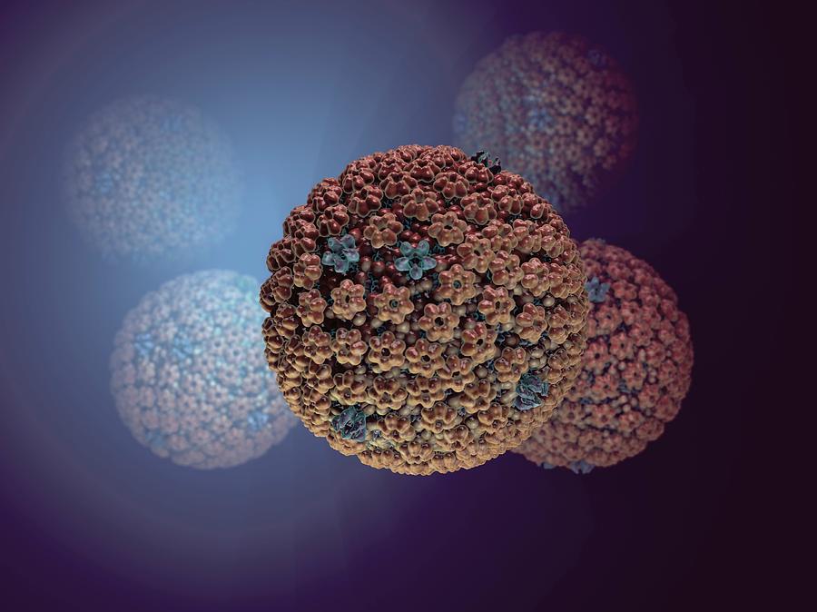 Biology Photograph - Herpes Simplex Virus #1 by Hipersynteza