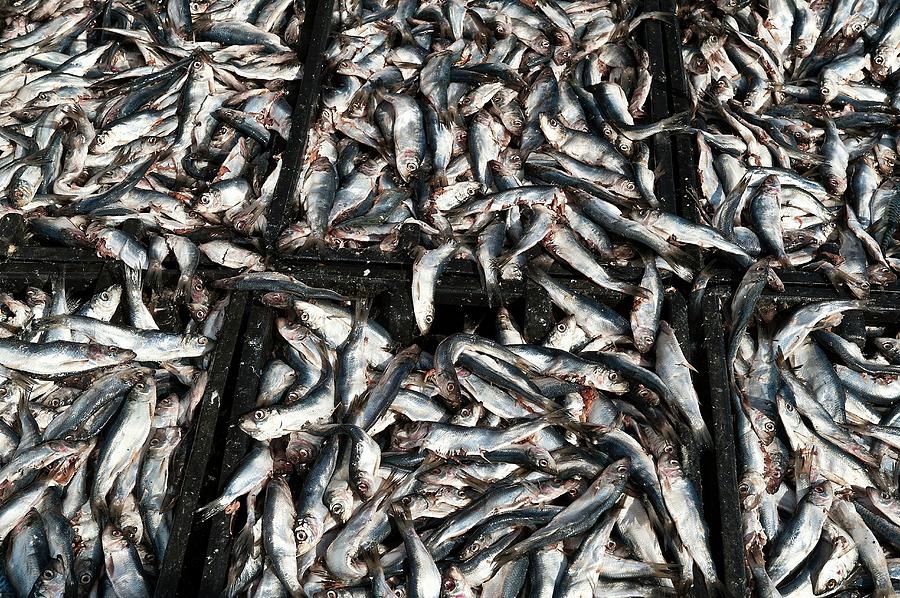 Herring Fish Photograph by John Greim/science Photo Library - Pixels