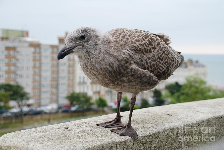 Herring Gull chick #1 Photograph by David Fowler