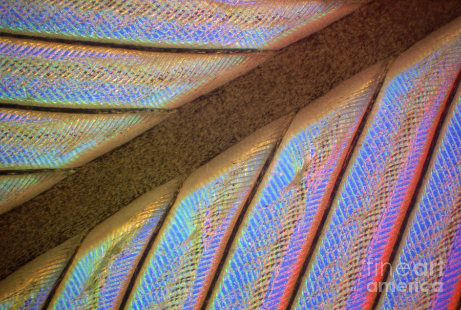 Herring Gull Feather #1 Photograph by Patrick J. Lynch