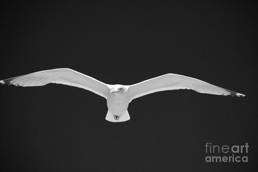 Herring Gull in flight #1 Photograph by David Fowler