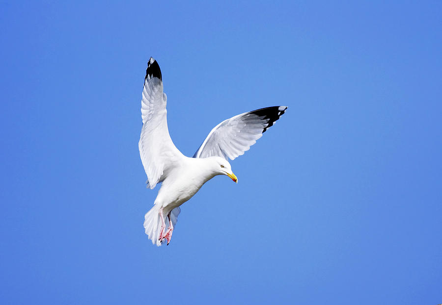Winter Photograph - Herring Gull #1 by John Devries/science Photo Library