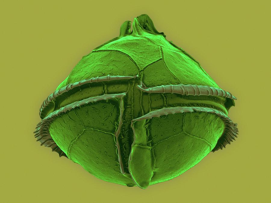 Heterotrophic Dinoflagellate (oblea Sp.) #1 Photograph by Dennis Kunkel Microscopy/science Photo Library