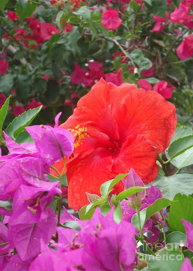 Hibiscus Amidst Bougainvillea Photograph