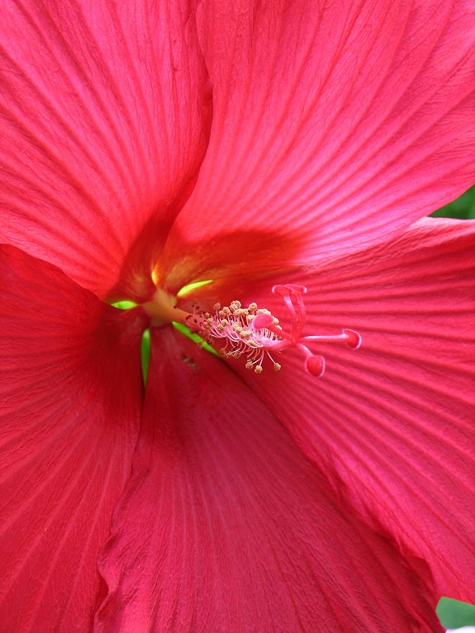 Hibiscus #1 Photograph by Jennifer Wheatley Wolf
