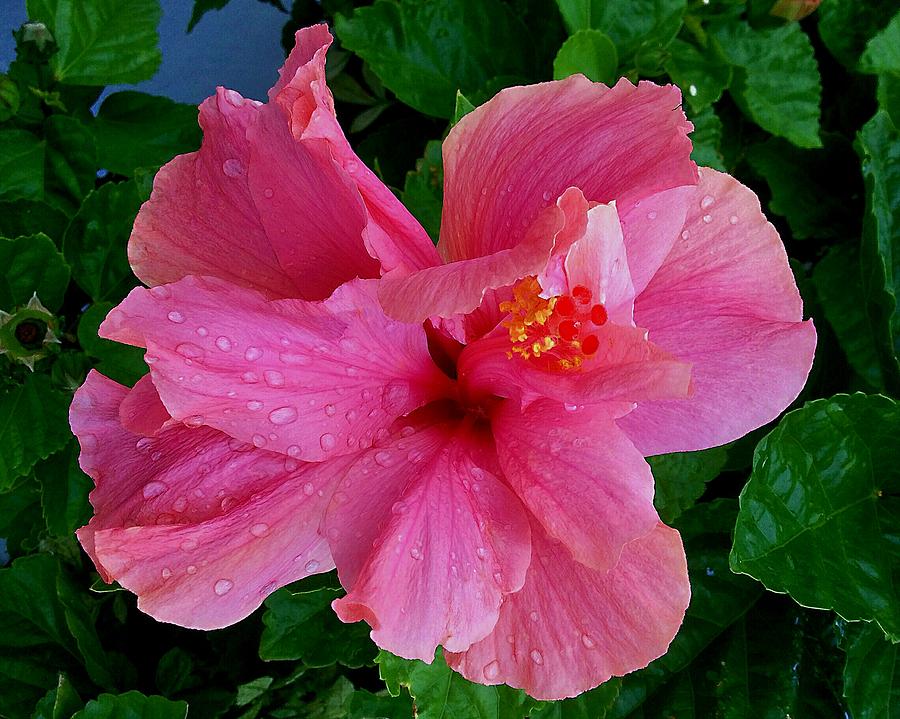 Hibiscus Photograph by Margaret Hwang - Fine Art America