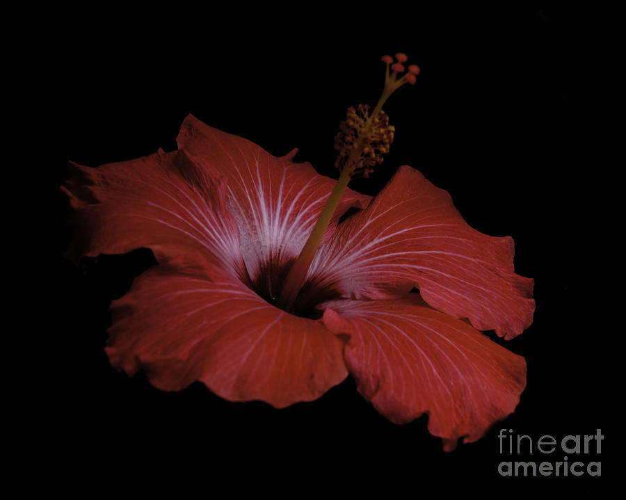 Hibiscus #1 Photograph by Ronald Grogan