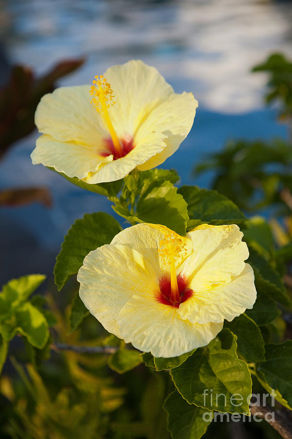 Bright Yellow Hibiscus Photograph by Roselynne Broussard
