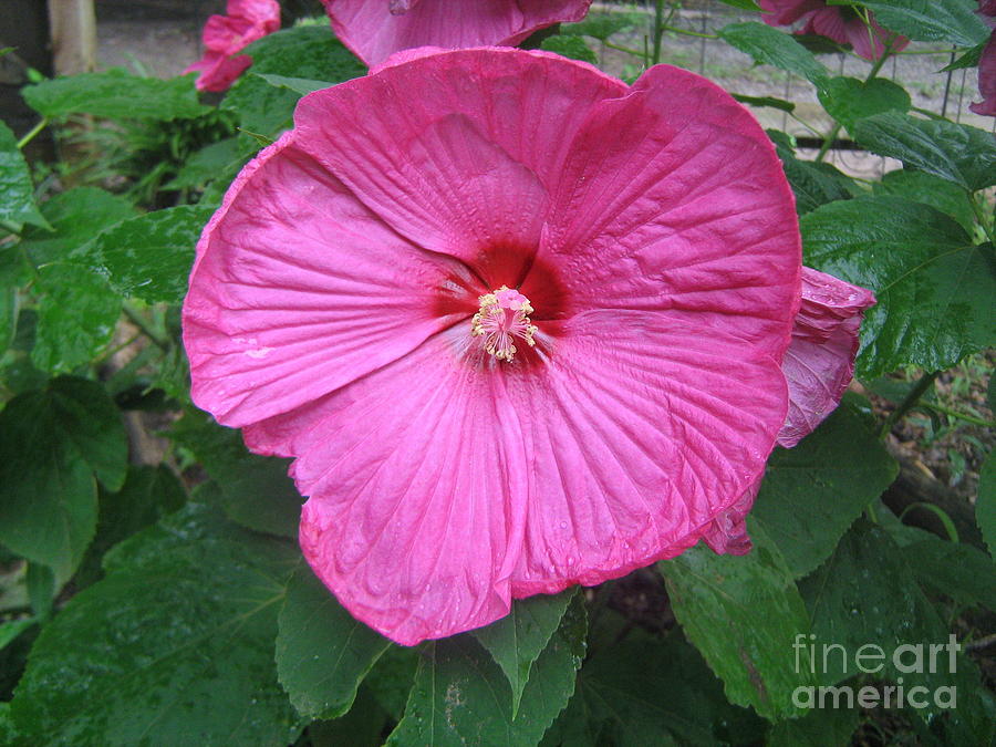 Hibiscus #1 Photograph by Wendy Coulson