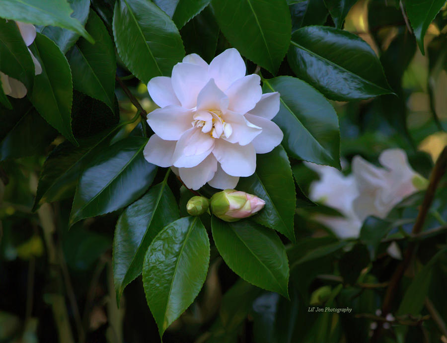 Flower Photograph - Hidden Beauty #1 by Jeanette C Landstrom