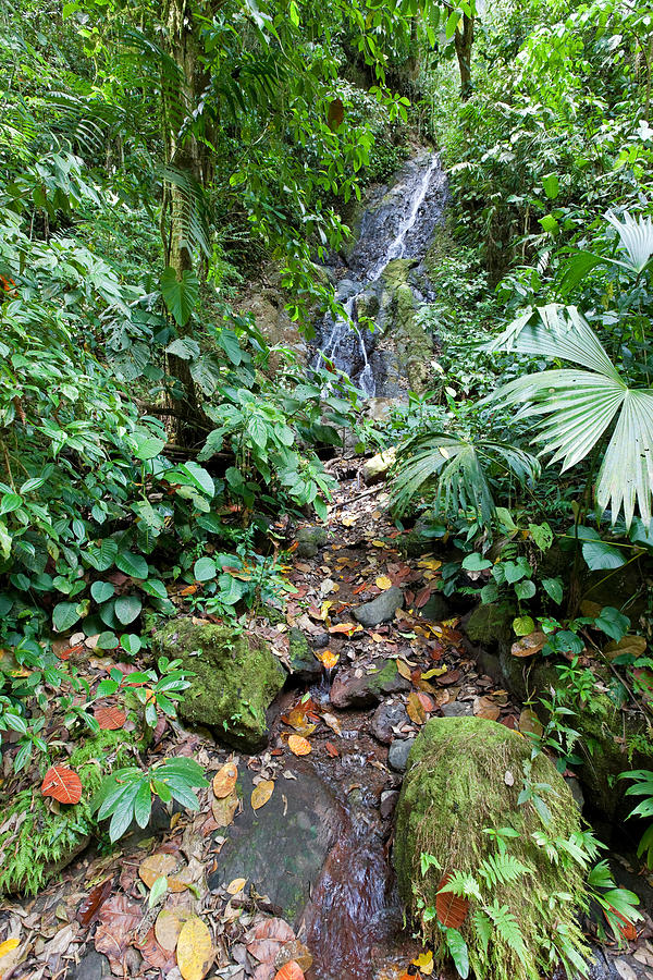 Hidden Costa Rica Photograph by Susan Degginger - Pixels