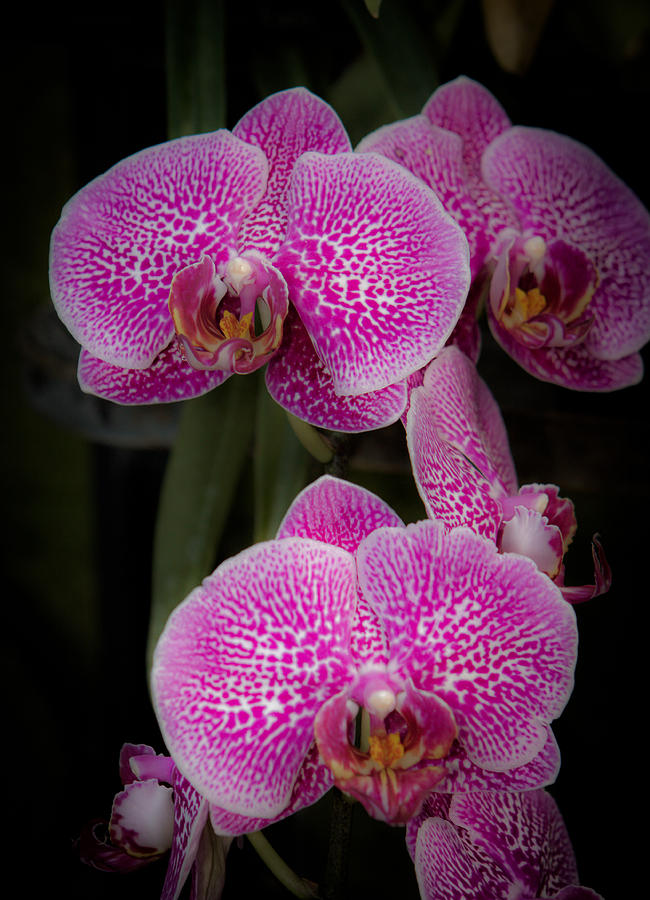 Hidden Orchid Photograph by Paul Slebodnick - Fine Art America