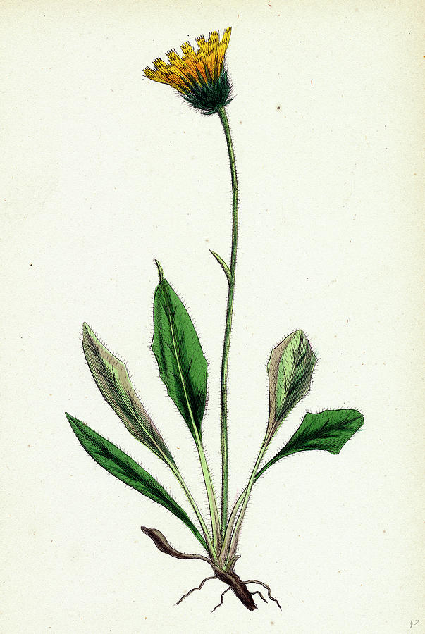 Nature Drawing - Hieracium Melanocephalum Alpine Hawkweed #1 by English School