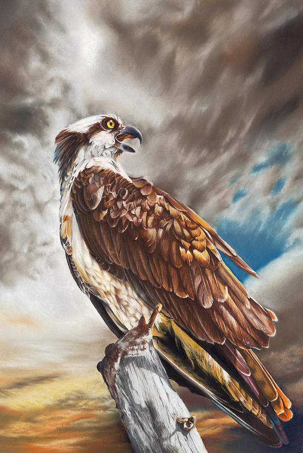 Osprey Pastel - High and Mighty #1 by Peter Williams