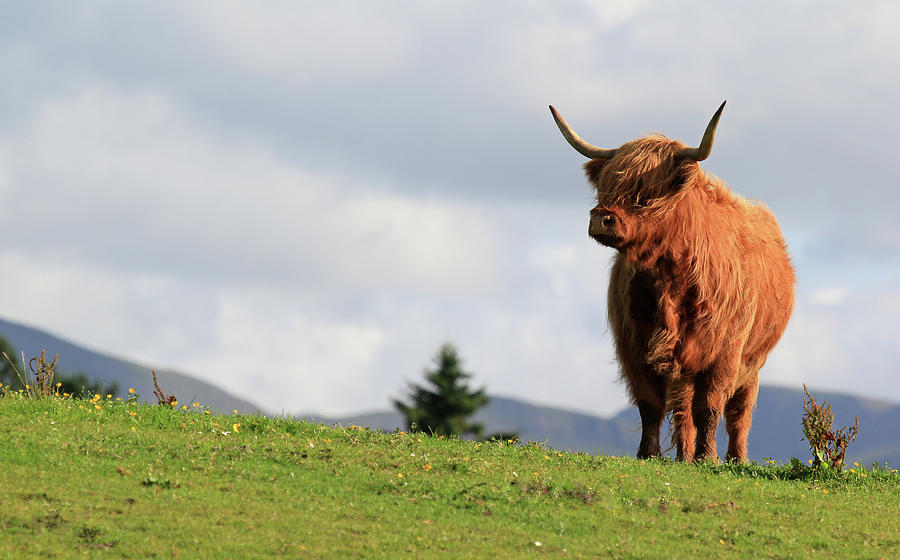 Highland Bull #1 Photograph by Photography By Linda Lyon