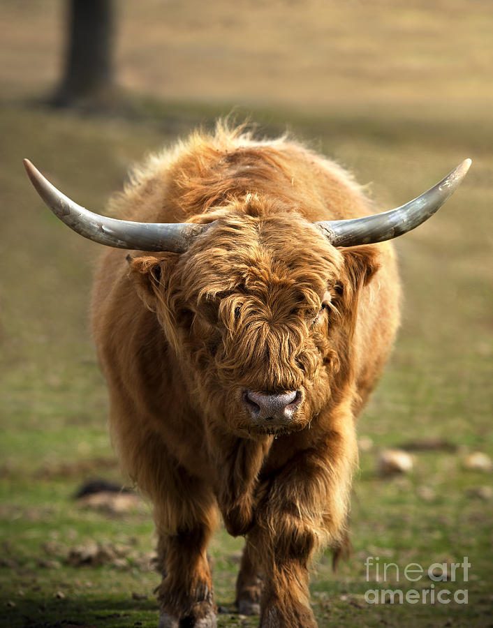 Wildlife Photograph - Highland Cattle #1 by Brandon Alms