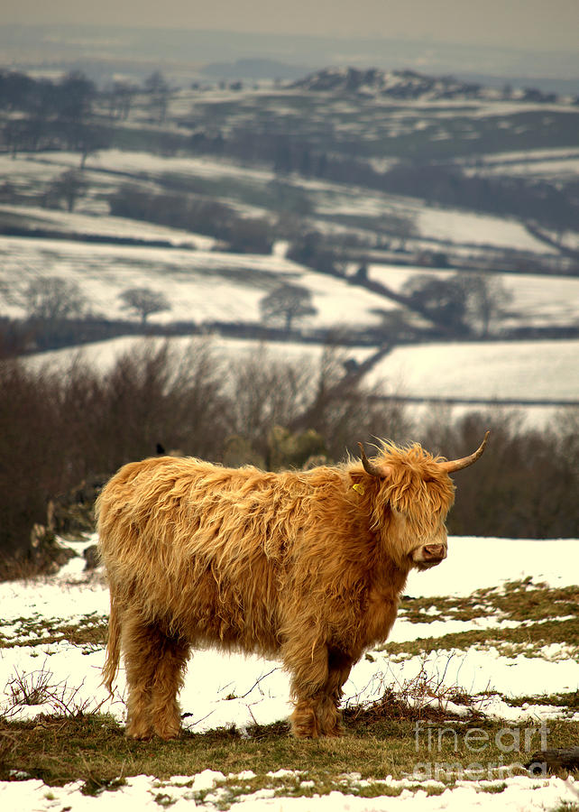 Highland Cow #2 Photograph by Linsey Williams