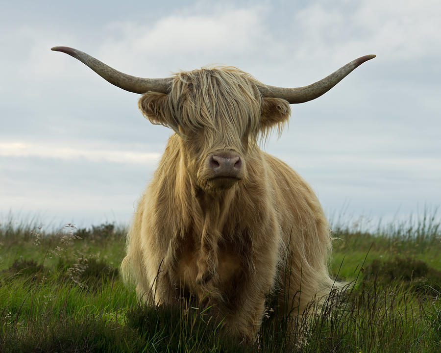 Highland cow on Exmoor #1 Photograph by Pete Hemington