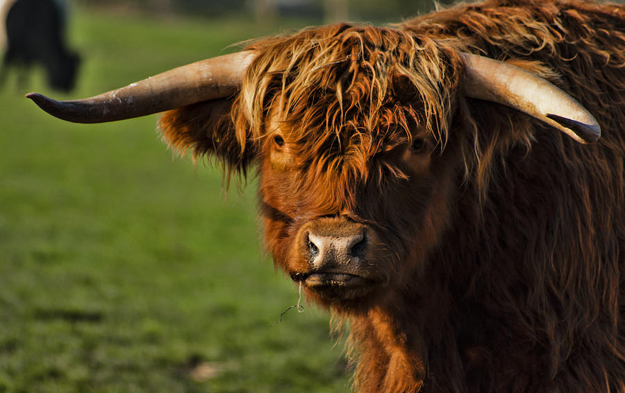 Highland Cow Photograph by Trevor Kersley | Fine Art America