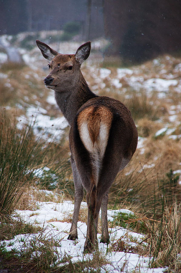 Highland Deer Photograph by Keith Thorburn LRPS EFIAP CPAGB - Fine Art ...