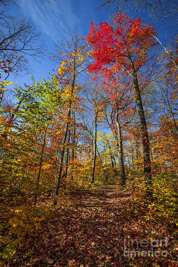 Hiking trail in fall forest 1 Photograph by Elena Elisseeva