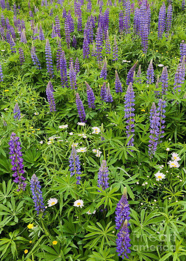 Spring Photograph - Hillside Lupines by Alan L Graham