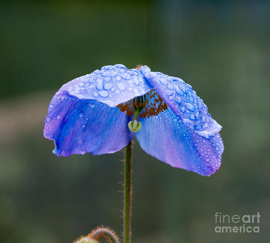 Himalayan Blue Poppy #1 Photograph by Louise Heusinkveld