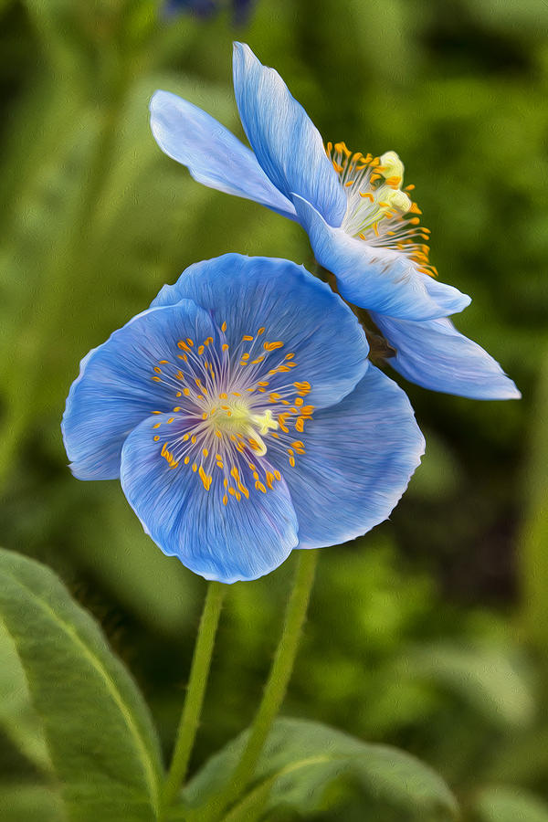 blue poppy flower