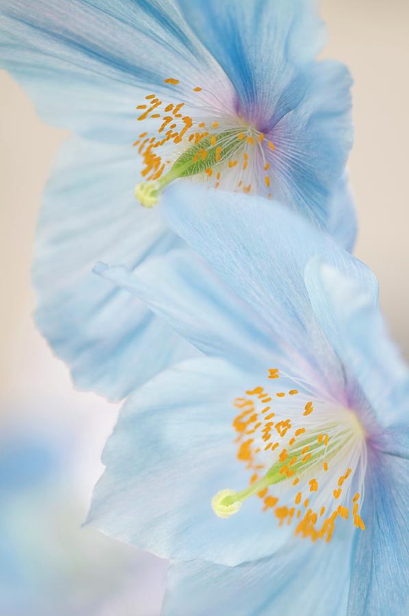 Himalayan Poppy (meconopsis Sp.) #1 Photograph by Science Photo Library Himalayan Poppy (meconopsis Sp.) #1 Photograph by Science Photo Library
