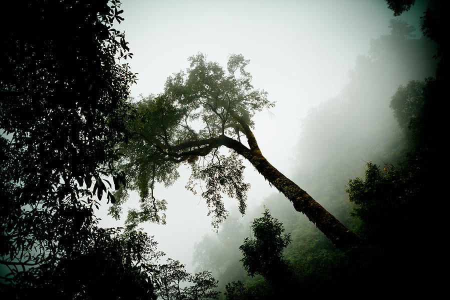 Nature Photograph - Himalyas mist #1 by Raimond Klavins