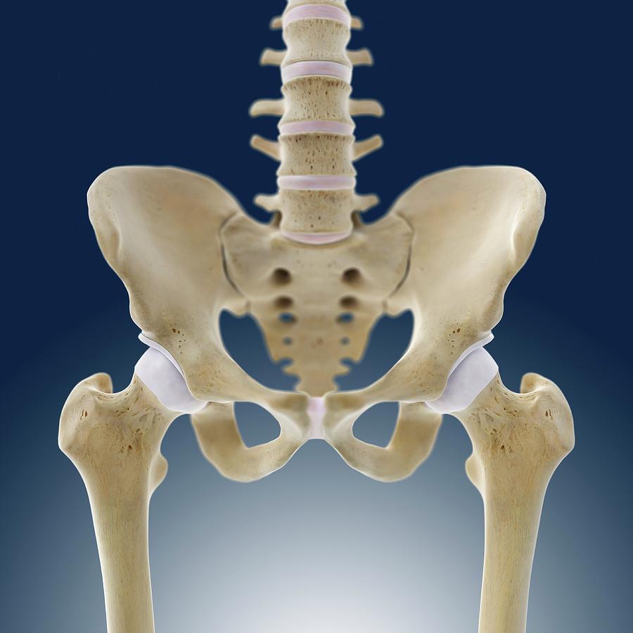 Hip Bone Anatomy 9412