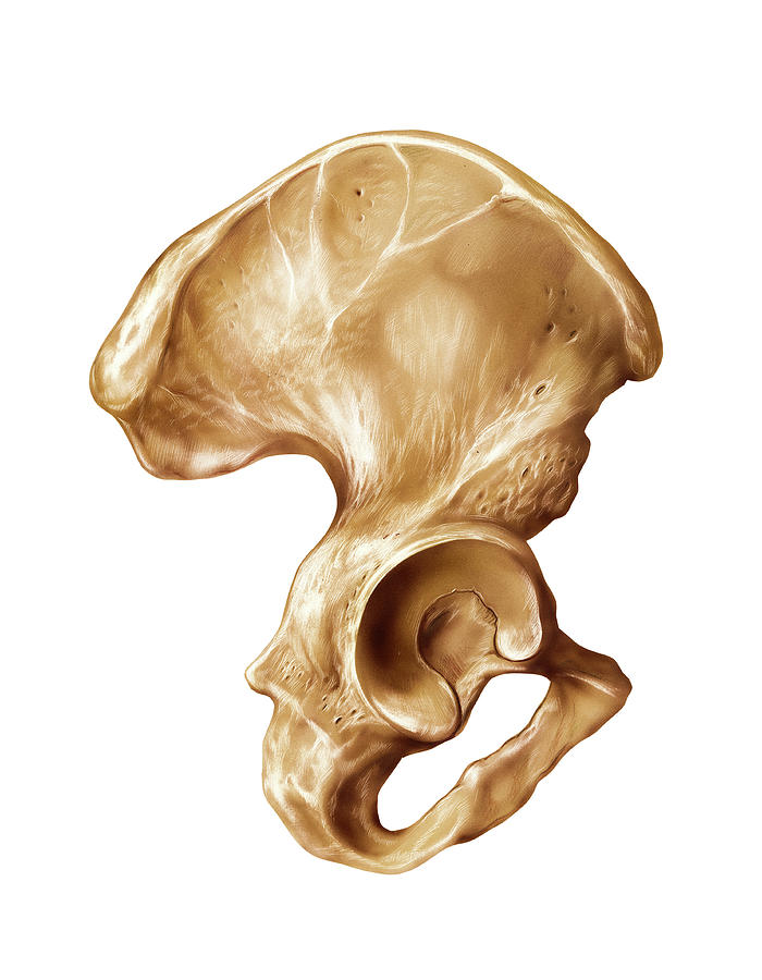 Hip Bone Photograph By Asklepios Medical Atlas Pixels 4245