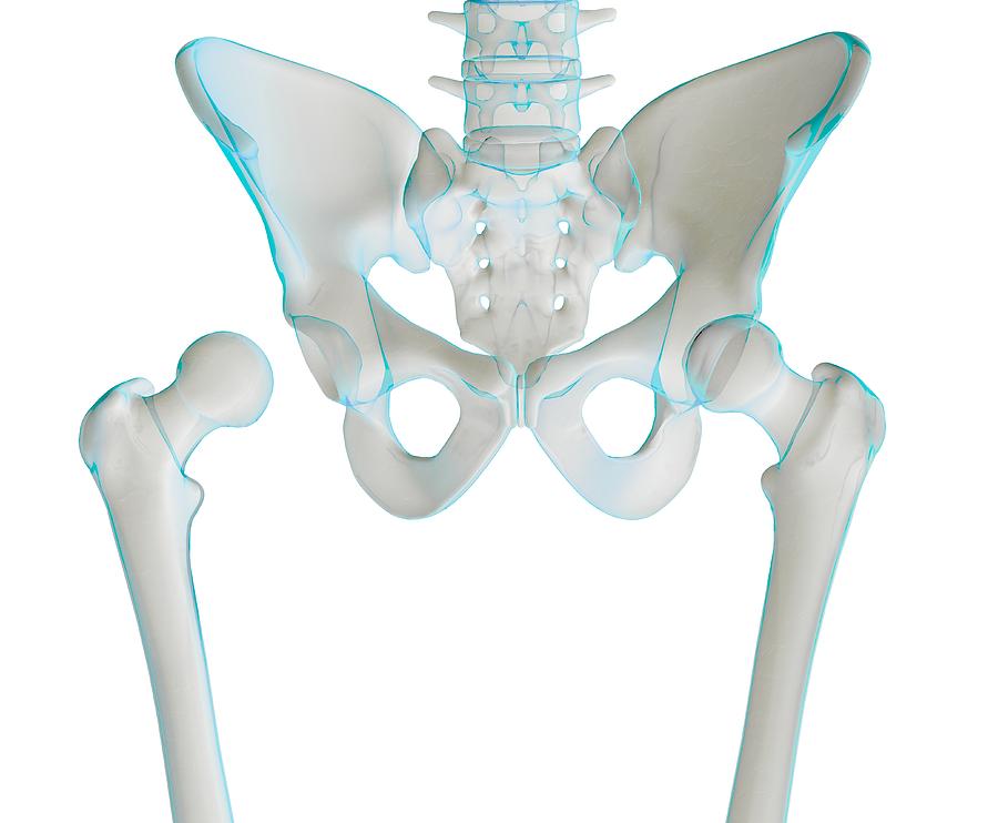 Hip joint bones and anatomy, artwork Photograph by Science Photo ...