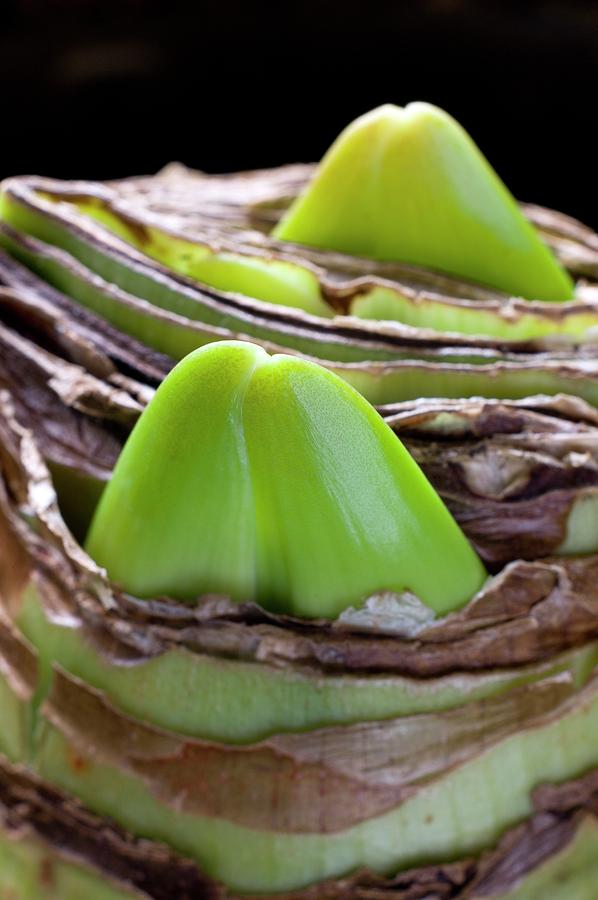 Flowers Still Life Photograph - Hippeastrum Bulb Producing Flower Buds #1 by Dr Jeremy Burgess