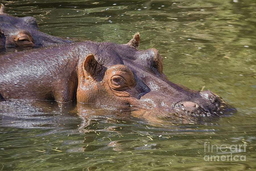 Hippo In Water Photograph