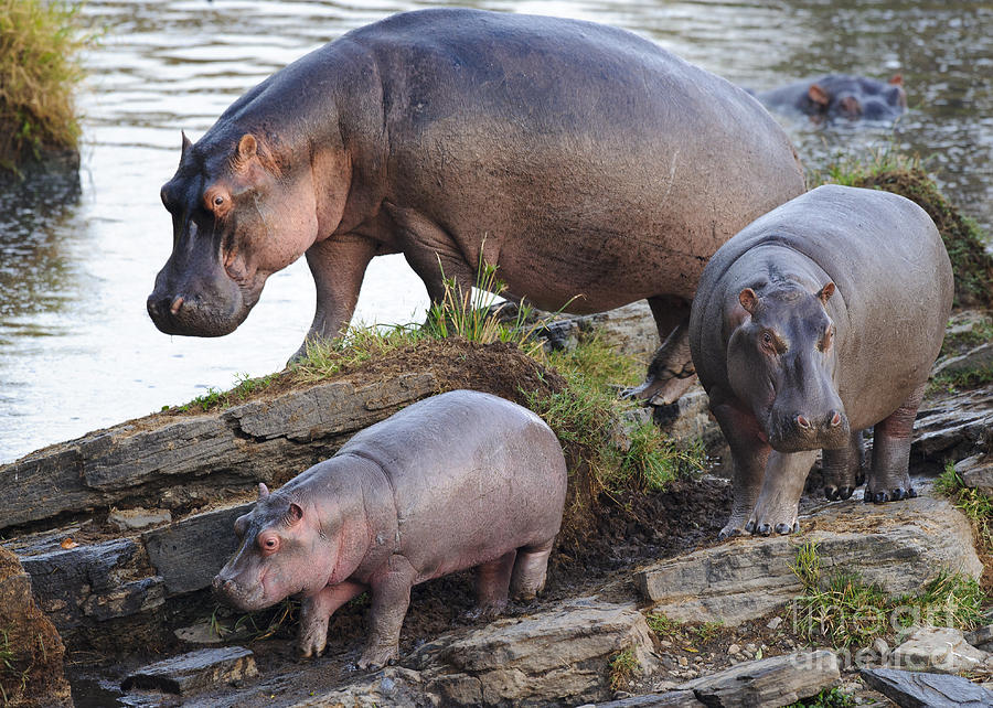 Hippopotamus Family #1 Photograph by John Shaw