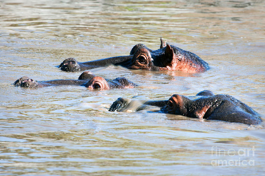 Hippopotamus group in river. Serengeti. Tanzania #1 Photograph by Michal Bednarek
