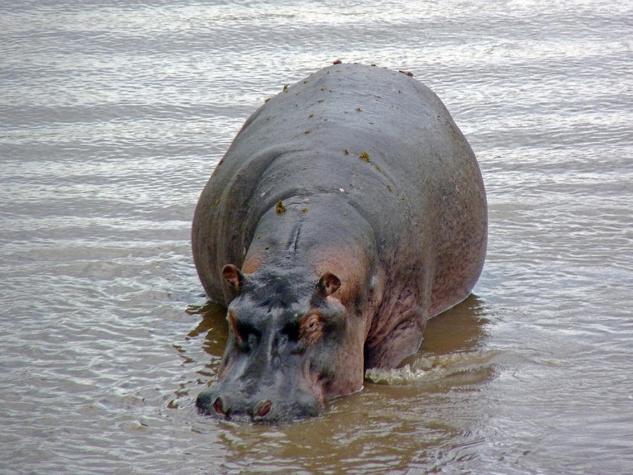 Hippopotamus Photograph - Hippopotamus in Mara River #1 by Tony Murtagh