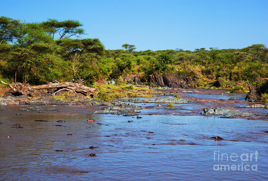 Hippopotamus in river. Serengeti. Tanzania. #1 Photograph by Michal Bednarek