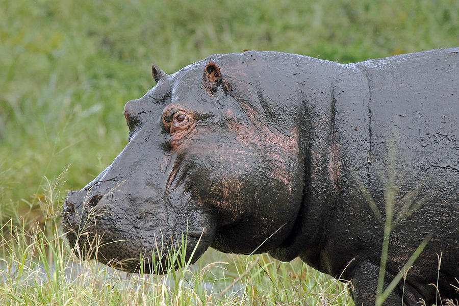 Hippopotamus #1 Photograph by Tony Murtagh