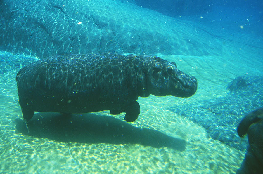Hippopotamus Underwater #1 Photograph by Greg Ochocki