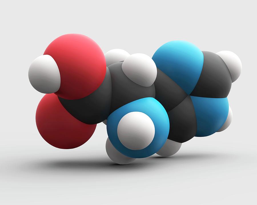 Histidine Amino Acid Molecule Photograph by Carlos Clarivan/science ...