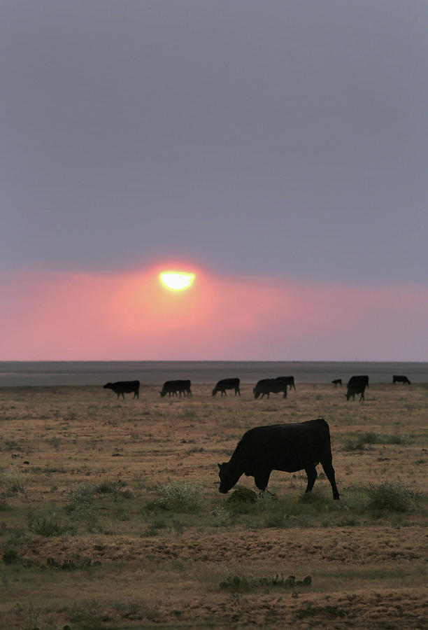 Historic Drought Cripples Ranches And #1 Photograph by John Moore
