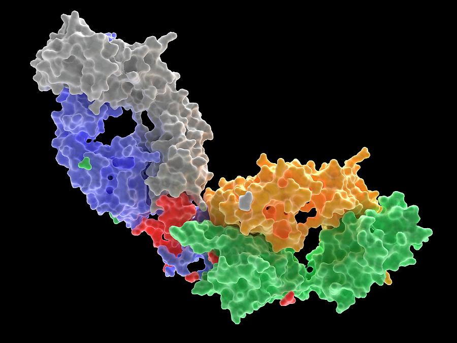 Hiv-1 Antibody With Peptide Minotope #1 Photograph by Science Photo Library Hiv-1 Antibody With Peptide Minotope #1 Photograph by Science Photo Library