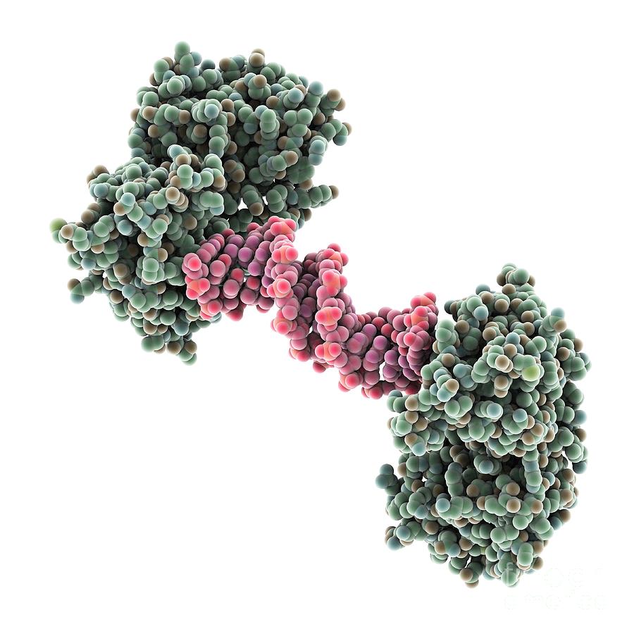 Hiv 1 Polypurine Tract Molecular Model Photograph By Laguna Design Fine Art America