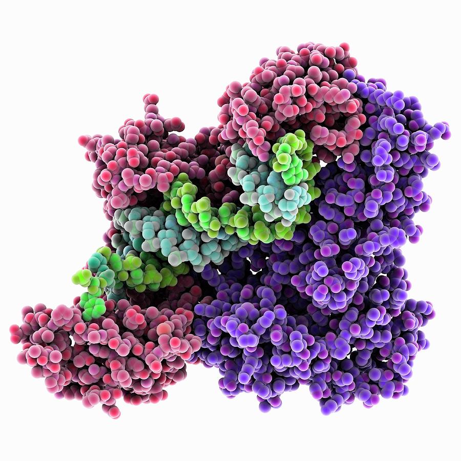 Hiv-1 Reverse Transcriptase Enzyme #1 Photograph by Laguna Design