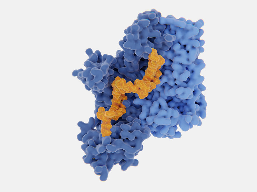 Hiv-1 Reverse Transcriptase, Molecular #1 Photograph by Juan Gaertner
