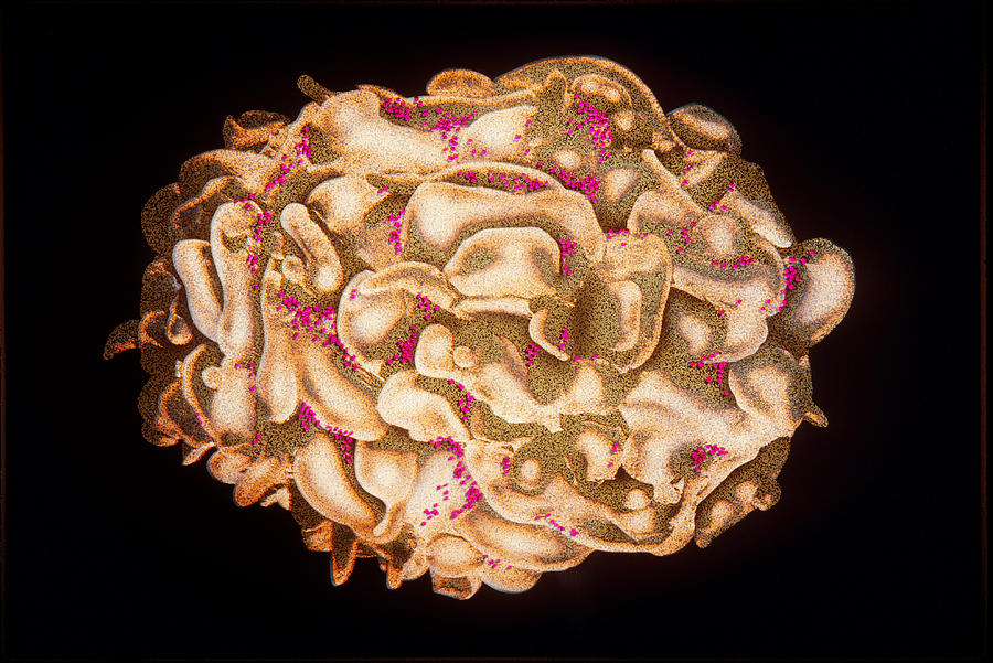 Hiv Infected T-cell #1 Photograph by Chris Bjornberg